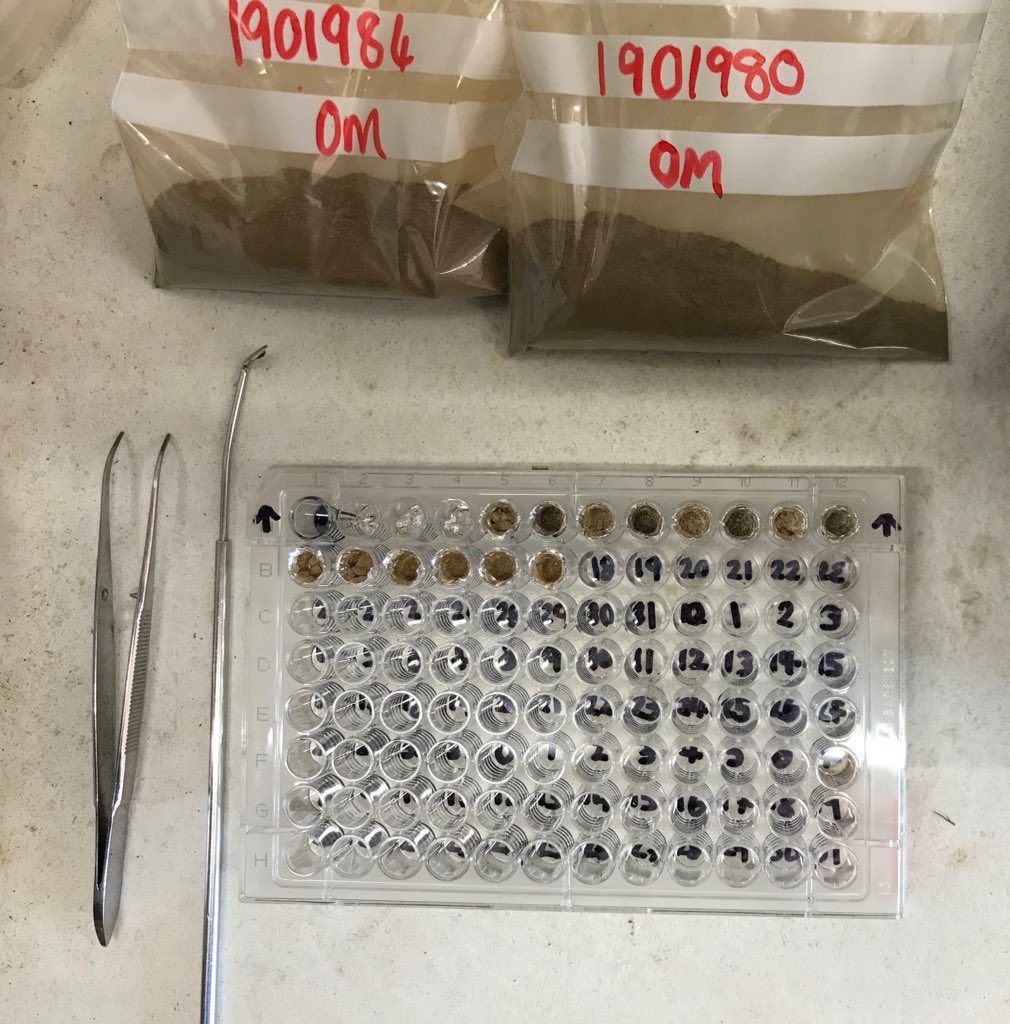 HillCourtFarm's tweet photo. It's not all bucket chemistry at the lab; measuring organic carbon in soil involves tiny amounts of soil so sample prep and analysis have to be done very carefully to get accurate results. Your fields giving me a bit of a headache  @No1FarmerJake #toomuchfizz #OM #rightballpark https://t.co/BxLZjJsoWj