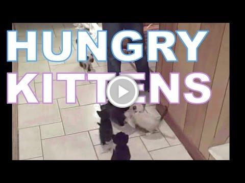 foranimallover's tweet photo. Hungry Kittens https://t.co/qoNU5tsmMk #staged https://t.co/YUFmzIzbrw