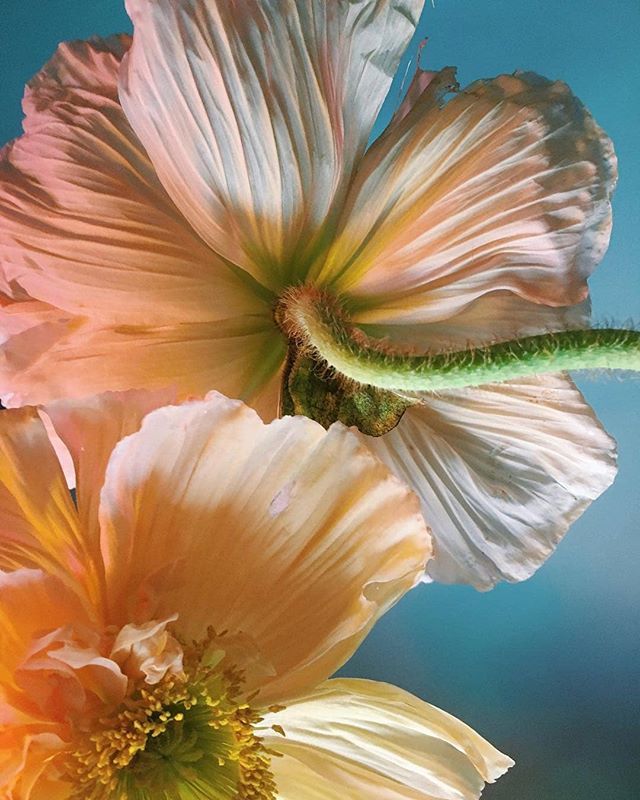 lovecommashop's tweet photo. Happy#flowerfriday! Enjoy your weekend, #lovecommamama 📷 @doan_ly

#breastfeedinstyle #nursingmama #mamatobe #pregnancylife #renormalizebreastfeeding #breastmilkfed #liquidgold #fedisbestwhetherbottleorbreast #breastfeedingdress #breastfeedingtop https://t.co/xtMraRvdHs https://t.co/nQBYK1xSpl