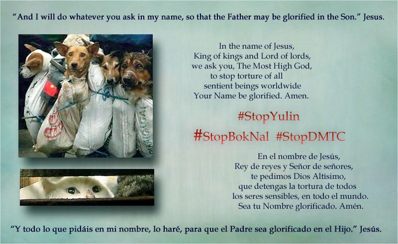 girasol2201's tweet photo. @qa_angus @MaryJoe38642126 @elpaisinenglish #StopYulin #StopDMTC #StopBokNsl #WorldDogShow2019 #EndCatMeatTrade #BeCrueltyFree
#EndDogMeatTrade #EndCatMeatTeade #StopTheTorture #ChooseMercyOverCruelty #Motivation #Motivación https://t.co/T4rXxq88Ta