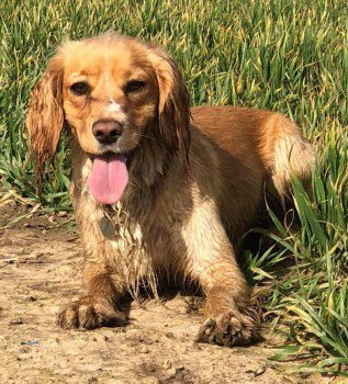 rosiedoc666's tweet photo. PIXIE female golden #cockerspaniel with white on nose 29/3/19 #Wrightington / #Mossylea area LOST IN FIELDS behind the WHITE LION #WN6 PLS LOCALS LOOKOUT FOR BEAUTIFUL PIXIE her family are so worried PLS RT
https://t.co/Uv1l9IDxcs https://t.co/m31AFg7SSl