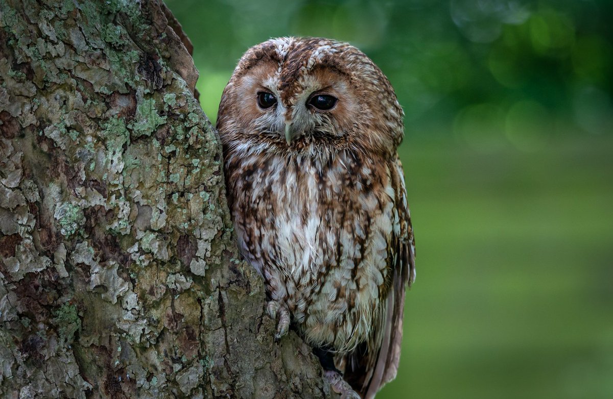 BBC Springwatch tweet media