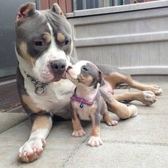 pitbullsad's tweet image. Mommy, why do they call us bullies? Is that bad? No my child, Bully  means you are faithful &amp;amp; proud. It means you are loyal &amp;amp; loving.  It means you are courageous &amp;amp; strong. Be proud my son and walk with  your head held high, for you are born of a noble breed.
