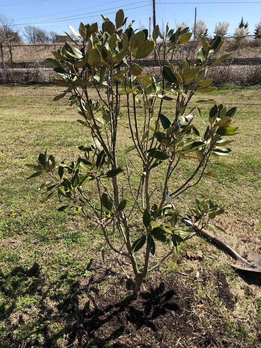 abj4cleanwater's tweet photo. Volunteers put final touches on our @NFWFnews grant to increase Hopewell’s urban tree canopy. Plant...stake...prune... weed...mulch...repeat. #treesforcleanwater @chesapeakebay https://t.co/ruaP8oVEIQ