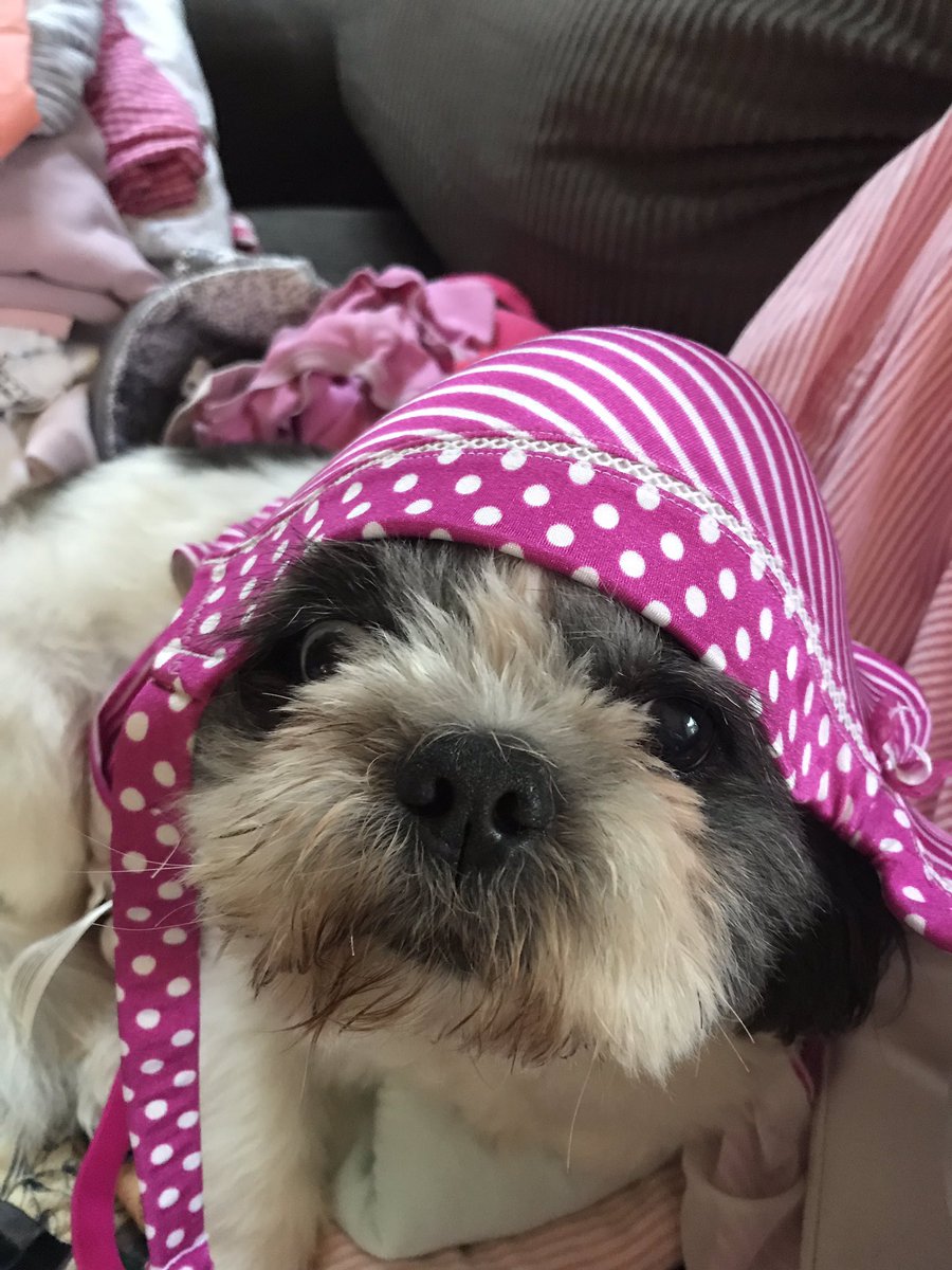 FOXBOXStorage's tweet image. Groan...... here it comes, packing away winter.. and out comes the pool stuff... HIDE ME #foxbox, #dogswhohatewater