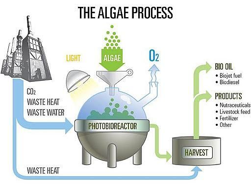 SolarisBiotech's tweet photo. Photobioreactors and optimizing your phototrophic bioprocess >> https://t.co/GNX9Rzrt5L

#biotech #biomass #algae #Laboratory https://t.co/3SgsdPrgDa