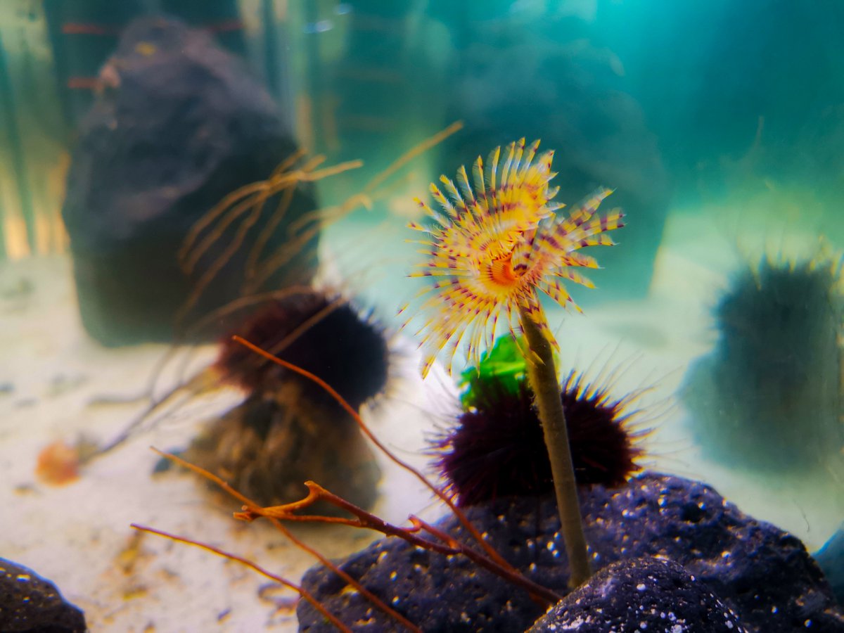 littoralherault's tweet image. 🐟 #Méditerranée - #Spirographe
Cet animal est un ver marin (annélide) présent en Méditerranée.
Ses filaments jouent un rôle dans la prise de nourriture mais également dans la respiration.

Il se nourrit d&apos;organismes microscopiques en suspension dans l&apos;eau. 
#MerSea #LoveTaMer