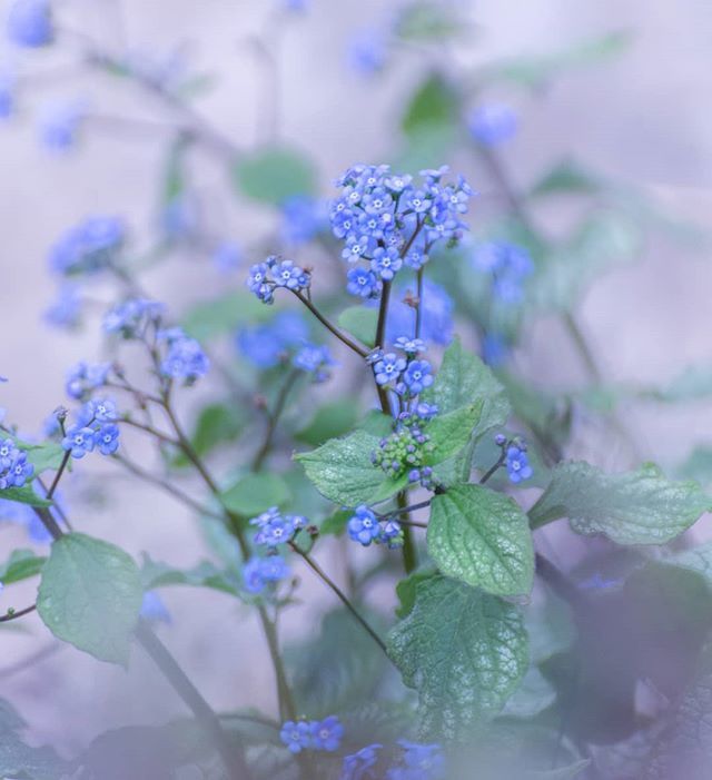 Jack Frost is back #bluehaze #brunnera 💙
.
.
.
.
#jardin #springflower #jackfrost #blauw #tuin #garden #athomeinnormandie #dansmonjardin #inmygarden #gardenerscottage #gardenersofinstagram #justbefloral #inspiredbypetals #landelijkwonen #season #spri… ift.tt/2WqDmT8