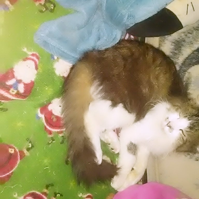 My boy Dexter trying to nap