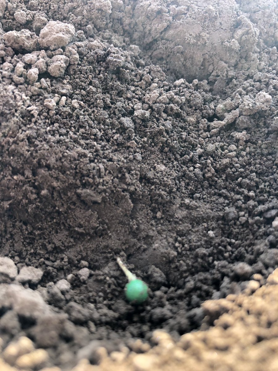 HRichardsonn's tweet photo. Sugarbeet starting to move....
Soil Temperature @ 10.2°c
Drilled: 20/3 #basisproject
@GermainsUKBeet @BritishSugar https://t.co/mzIUBfP28n