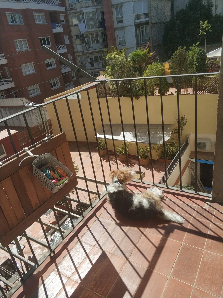 leopempins's tweet image. Another sunny day in Barcelona. #flocs #floki #foxterrier #wirefoxterrier  #wft #terrier