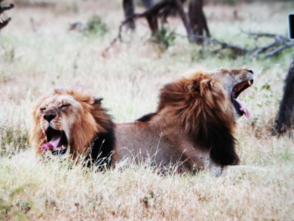 WildWingSafaris's tweet photo. The lions put in a good performance. https://t.co/p4N9eEXRRq