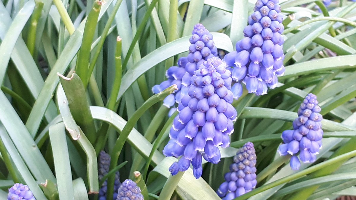 TrepavicicaA's tweet image. Muscari racemosum... raises its pretty head :)
#Gardening 
#spring
#springbreak2k19
#plants