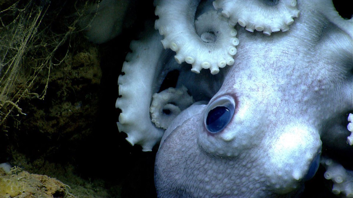 Octopus seen while exploring Welker Canyon during the NOAA Okeanos Explorer Northeast U.S. Canyons Expedition 2013.
