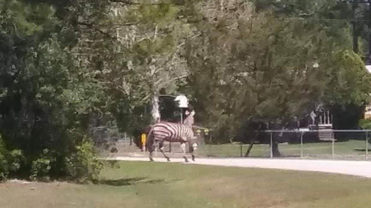 nbcchicago's tweet photo. Escaped zebra shot, killed by its owner in Florida https://t.co/h3t2ar3Zj3 https://t.co/cJkWz5hw0v