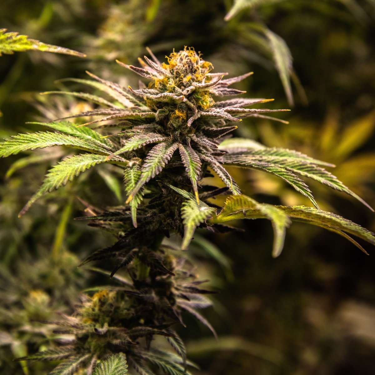 LaderaFarmsWa's tweet photo. I’m in love with the shape of you🎶
Fruity Pebbles looking beautiful💖
🍒🍇🍊🍓🍋🍌🍍
.
#ladera #laderafarms #cannabiscommunity #cannabis #i502 #washingtonweed #handtrimmed #tier2 #fruitypebbles https://t.co/zAARb3HGDG