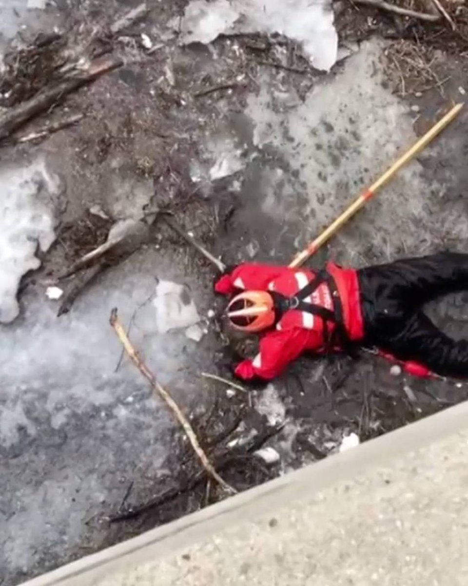 Coast Guard rushes to rescue puppy detroitinformer.com/440780/coast-g…