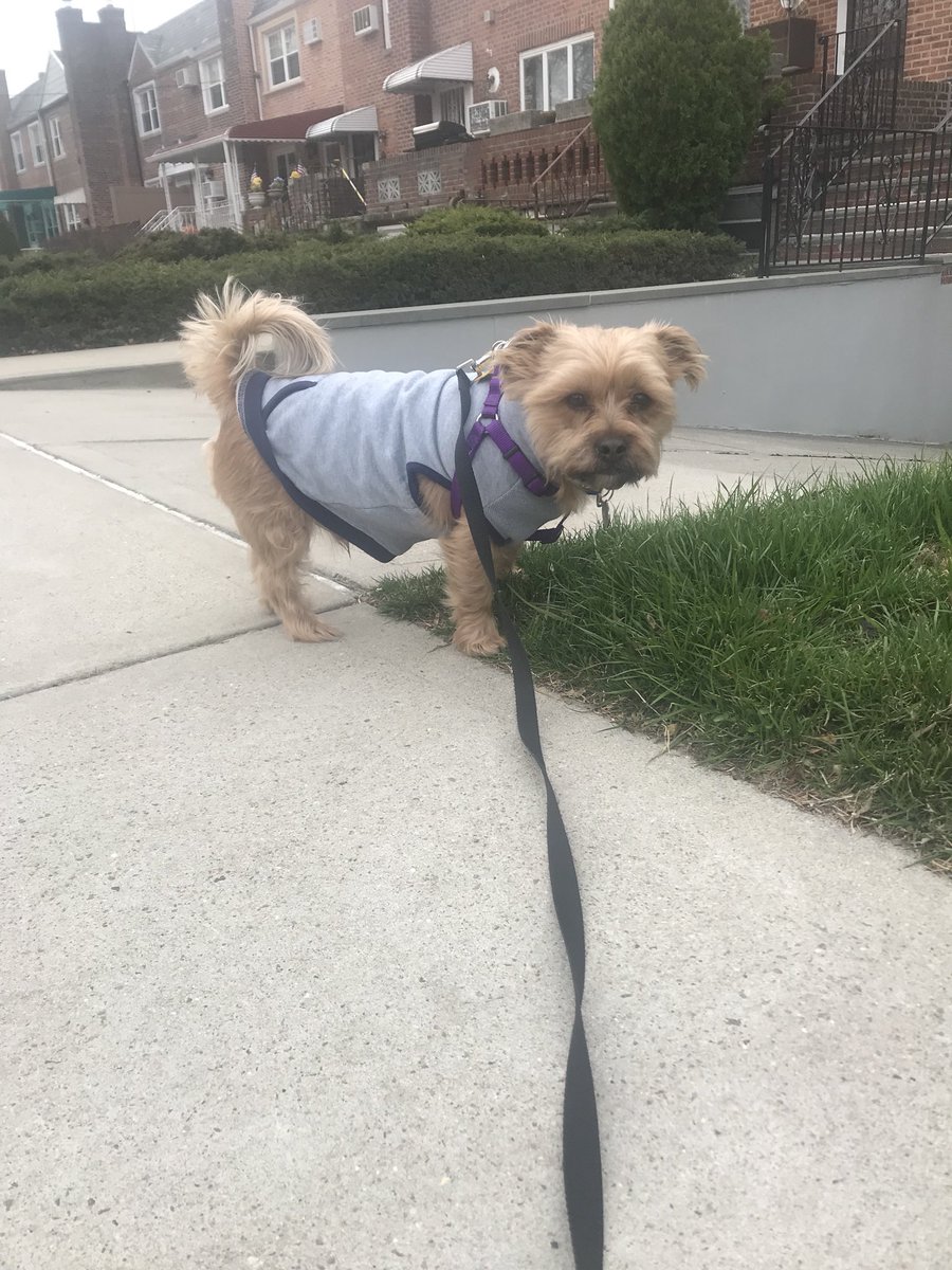 pandcpetcare's tweet photo. Hoodie weather #dogs #dogsofinstagram #doggies #walks #skittles #mixedbreeds #mixedbreedsofinsta #mixedbreedsofinstsgram #rescuesofinstagram #rescuepups #queenspups #nycpups #preciousandcompany #pupsoftwitter #dogsoftwitter https://t.co/GgIC4lovSW