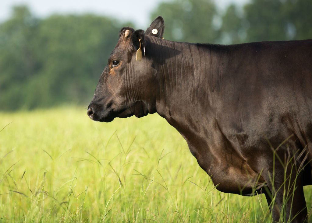 Wagyu cattle boast a pure blood line. Each individual animal’s genealogy can be traced back many generations with no cross-breeding and its pedigree is registered like a thoroughbred.