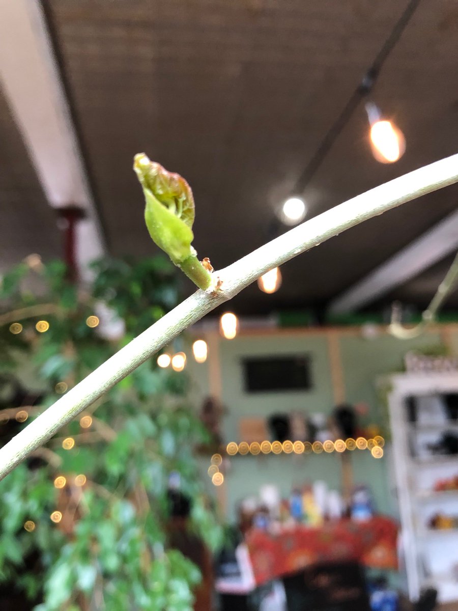 TauntonKratom's tweet photo. Our first leaves &amp; a new branch on our #kratom tree! 17+ leaf buds &amp; 2 sets of leaves 😍🥳 #IAmKratom #kratomtree #tea #trees #tree #spring #Green  #leaf #TauntonTribe https://t.co/oGXfObEOi6 207-669-8246 https://t.co/GqdDi5b3I4