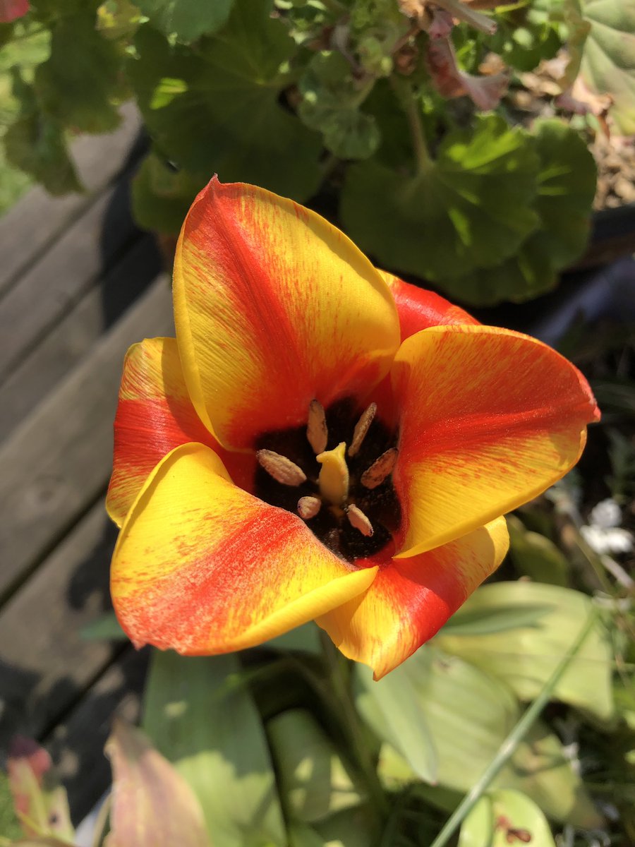 Christchurch School Community Garden tweet media