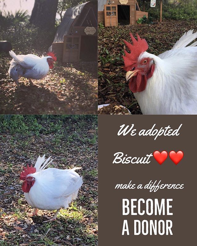 CoopCrate's tweet photo. We are so excited to announce that we have adopted Biscuit as a sponsor!  Did you know that you can help @chickensmatter by sponsoring one of her birds?! Each month you can pay to make a difference in their rehabilitation and make a difference in their l… https://t.co/RxhOxGmnqn https://t.co/4NHA7MGljD