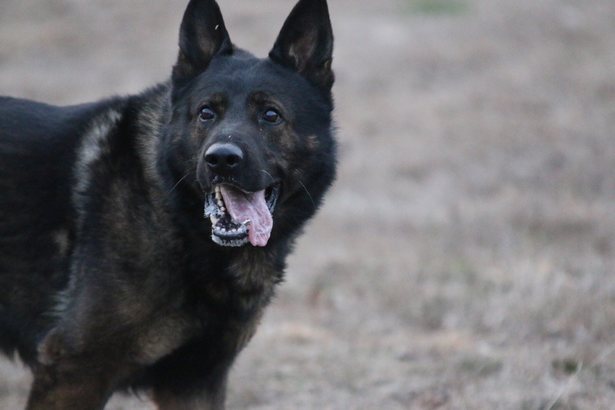 staffcosheriff's tweet photo. #K9 Havoc is ready for the weekend! Are you? #FridayFeeling https://t.co/X9JHk21LTU