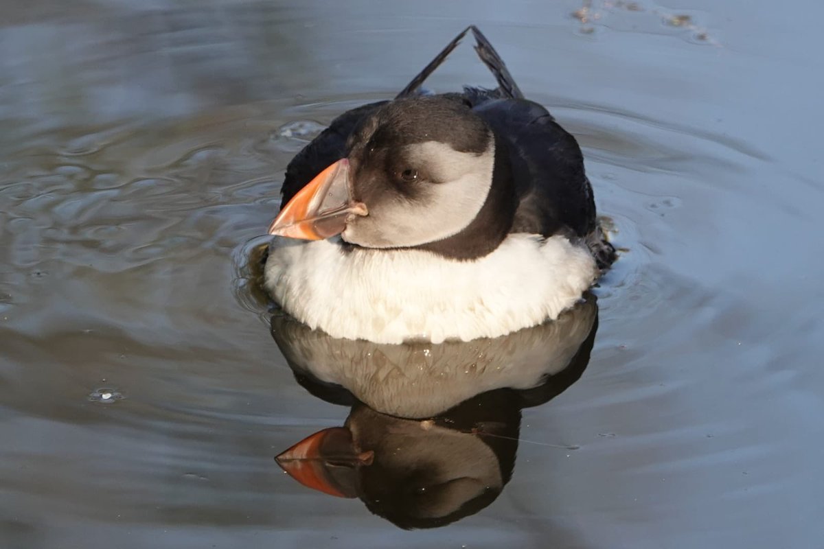 Ik zag hem ook! De #Papegaaiduiker in <a href="/GemDordrecht/">Gemeente Dordrecht</a>! #puffin #birding