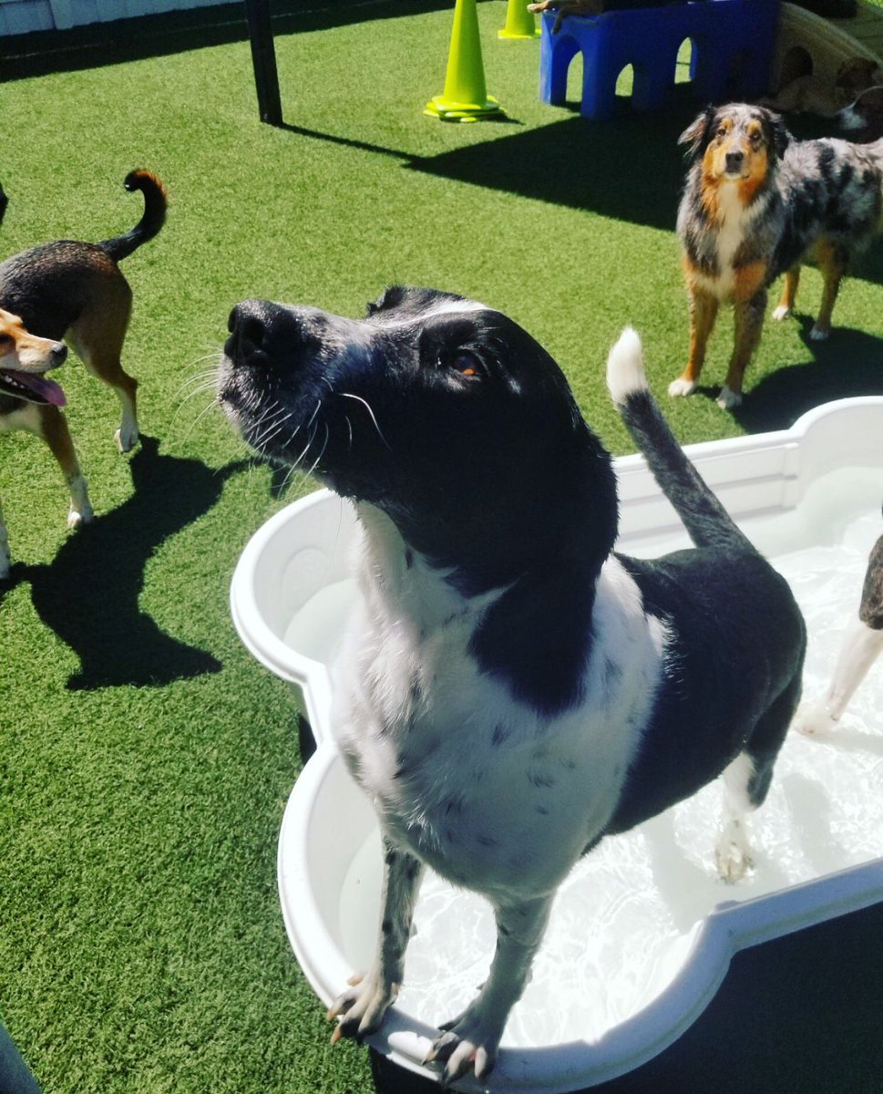PawCommons's tweet image. Sunshine, Belly Rubs, Splash Pools. What more could a pup ask for? ☀️
.
.
. Would your dog join in on the fun?
.
.
.
.
#dog #dogs #doggydaycare #sandiego #baypark #hillcrest #encinitas #gilbert #california #cali #arizona #kissmypaws #pawcommons #friday #pointer #sunshine #happy