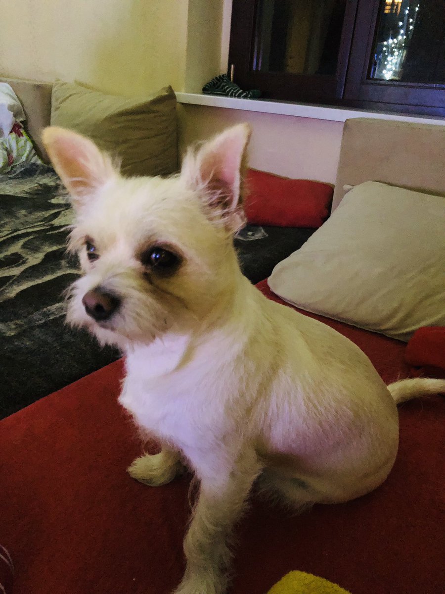 AKurrich's tweet photo. @iamlp Happy Birthday little boy. How old is he? He’s so cute how my little Dog 🐶 Lucky https://t.co/LrIxqUtEyP