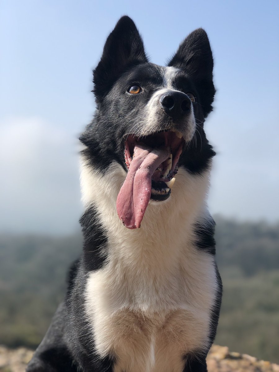 #SunsOutTonguesOut #Dog #Dogs #DogsOfTwitter #DogsOfInstagram #EbborGorge @secretsomerset @BarkersBristol @BestDogPhotos @BCTGB #BorderCollie