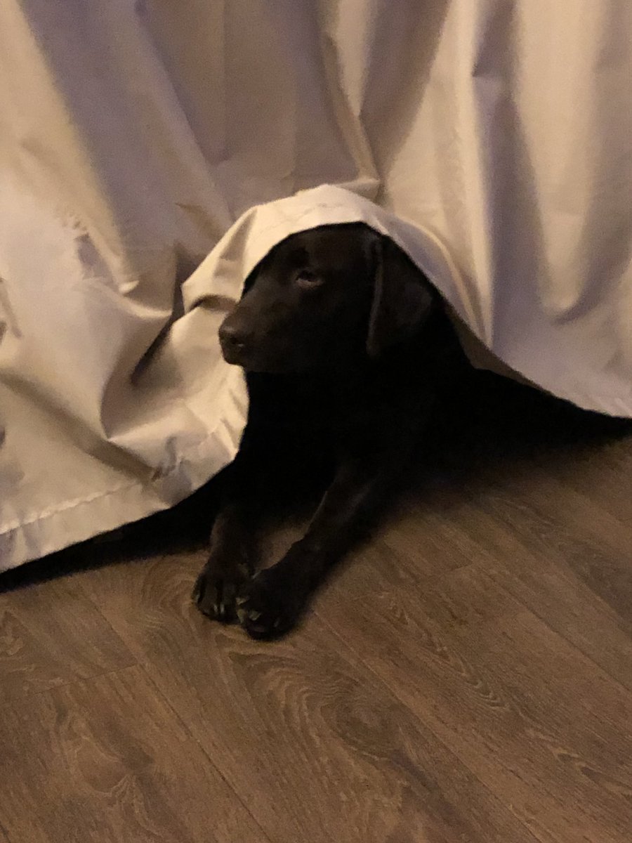 Labradorsisters's tweet photo. Playing hide n seek again #Florence #canyoufindme https://t.co/Z7TL2hNZh4