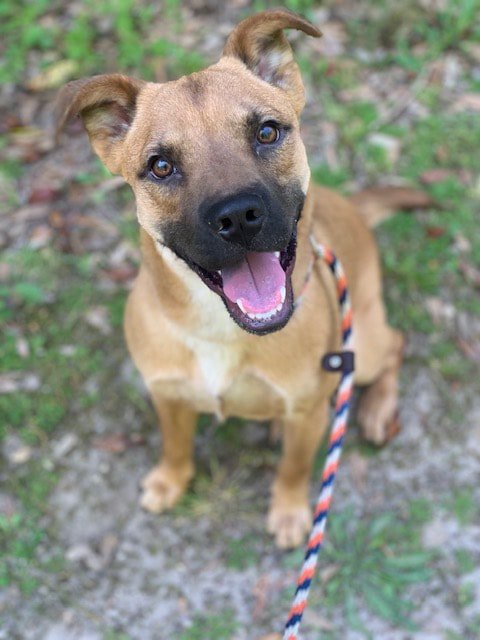 MGMIntervention's tweet photo. It's Brad!  #AdoptDontShop https://t.co/AXMI1GNTV8