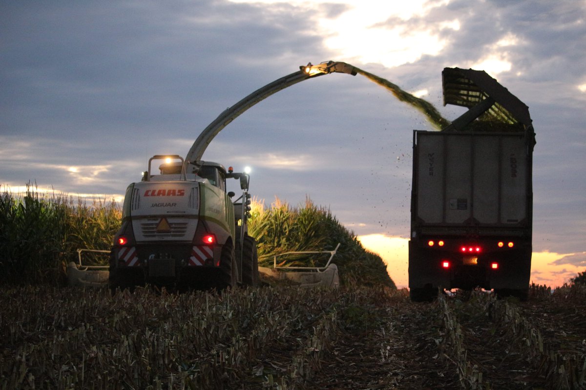 CLAAS_America's tweet photo. Chopping corn never looked so good. 🌅🌽 Thanks to Roger H. for sharing. #FanPhotoFriday #CLAASJAGUAR #ForageHarvester #ChoppingCorn https://t.co/CExWKk2n5a