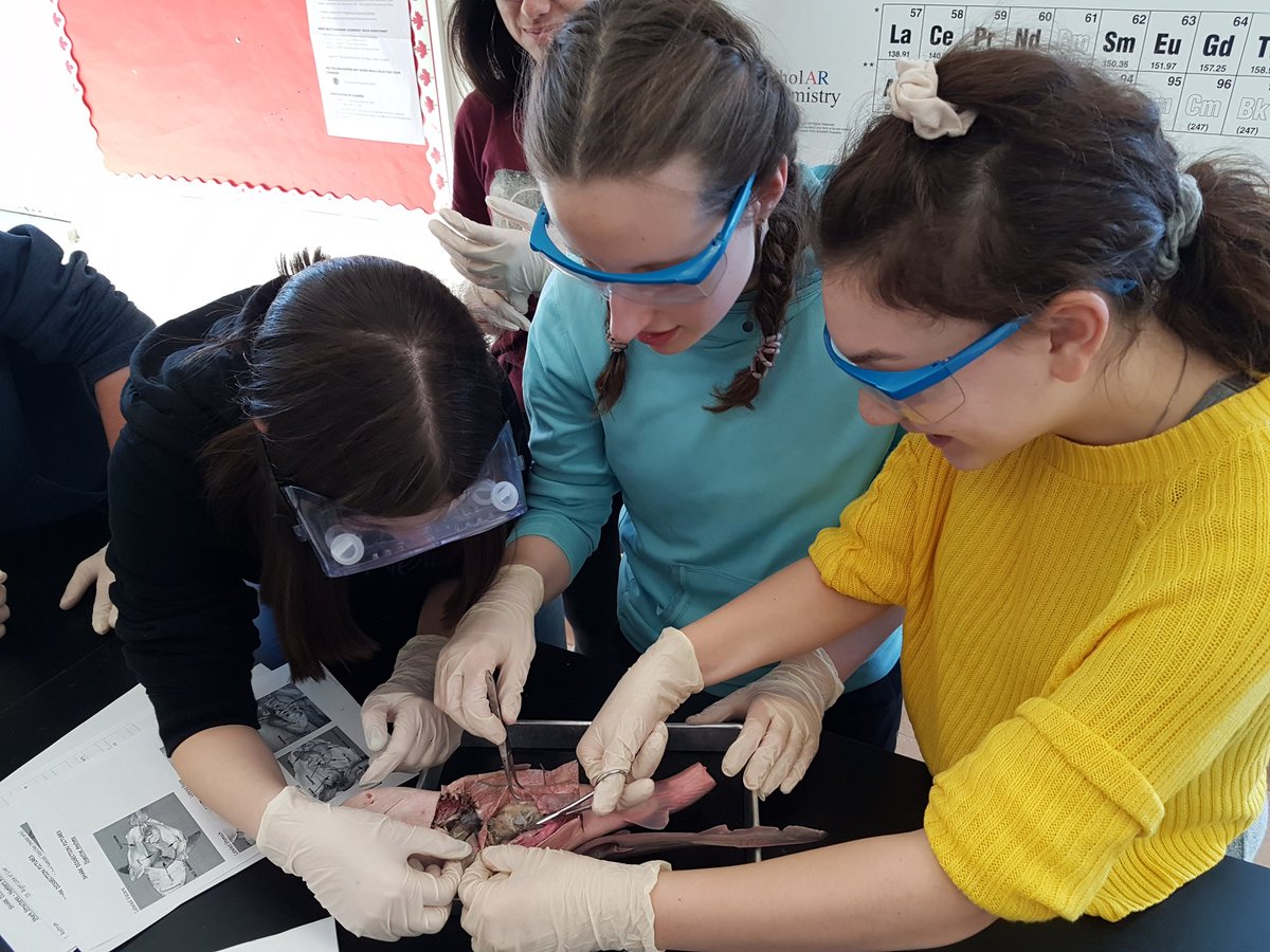MsWodSciGal's tweet photo. The sharks may have been frowning, but I saw a lot of smiles while dissecting these dogfish sharks.
Great job @WCI_YRDSB Science Club!
See you again on the last friday of April. https://t.co/wzntukhyjT