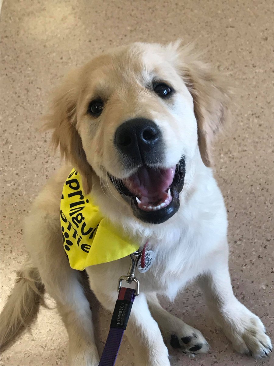 cwp_research's tweet photo. One of our team (@tessa_lupton) met Lottie the therapy puppy and her owner Clare today whilst on her way to possibly recruit some research volunteers. If only we had a dog study! #therapydogs #therapydogsuk #nationwidepettherapy https://t.co/sPIxmB2S4Z