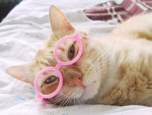 catsscrapers,,, (@catsscrapers) on Twitter photo 