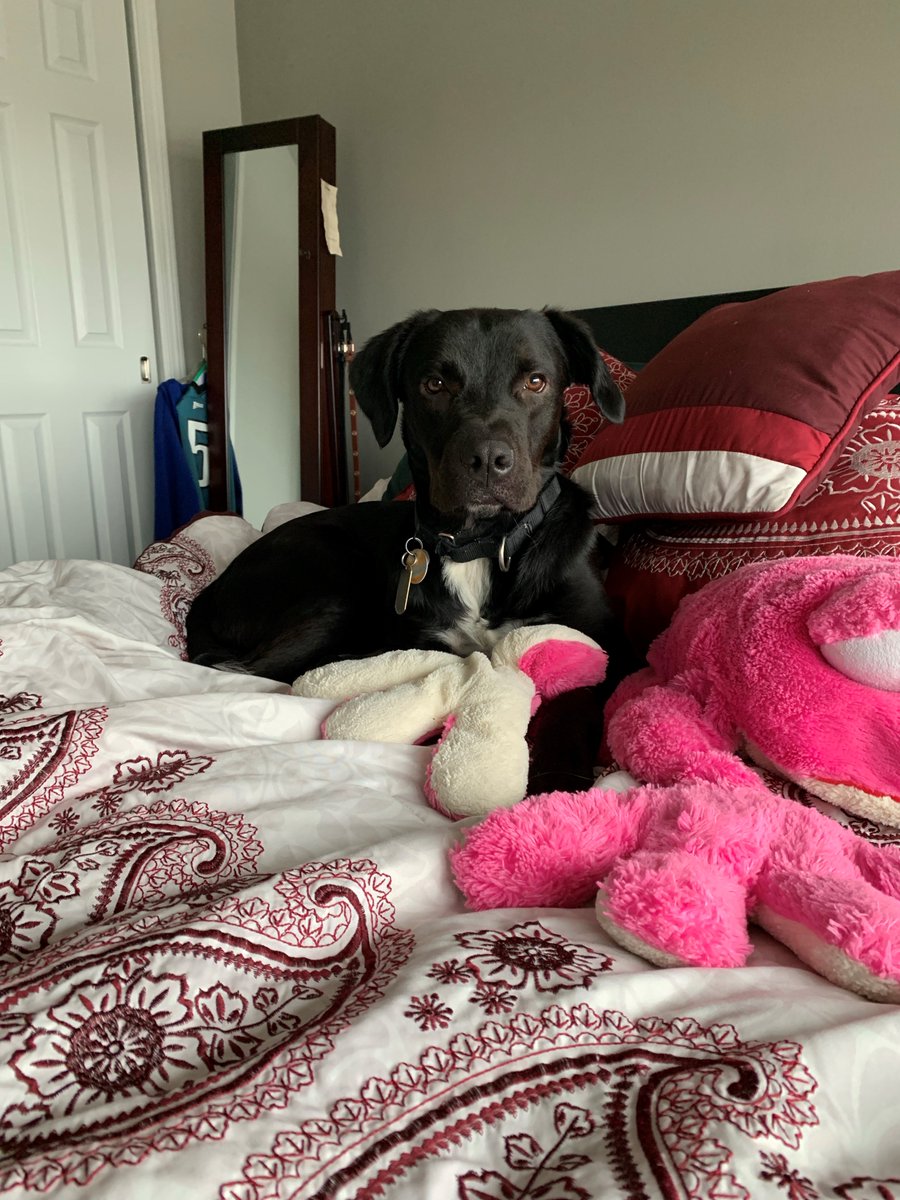 PAWSChicago's tweet photo. Join PAWS Chicago TODAY from 12-3pm for the special #SpringBark Dog Adoption Event at the @WalterESmithe Vernon Hills Showroom, at 280 S Milwaukee Ave in Vernon Hills. PAWS will be bringing larger dogs and some puppies who are in need of homes and space to run and play! https://t.co/f0zfb44kTI