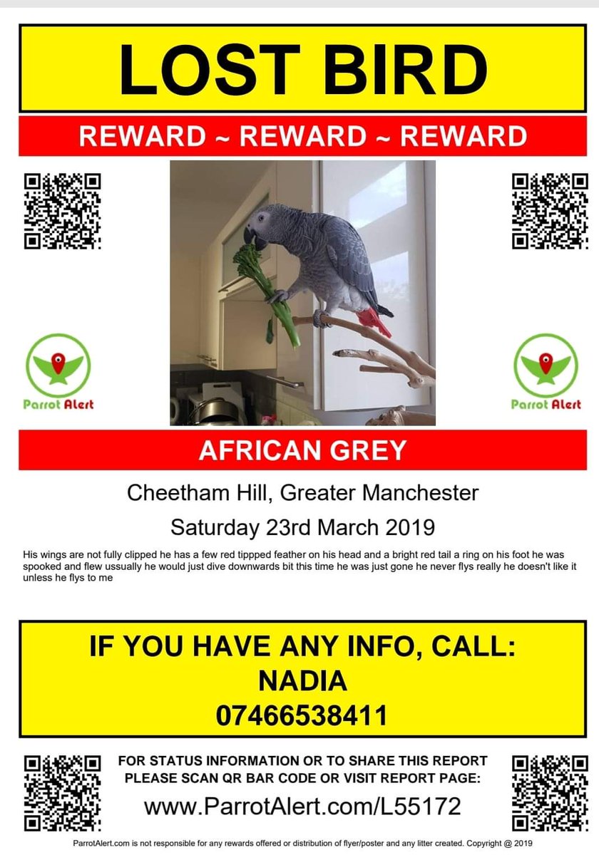 #LostBird #AfricanGrey #Missing #CheethamHill #Manchester #M8.    missing since Saturday the 23rd March 2019. He could have flown over 50 miles by now , can you please keep your eyes open for him and look in #trees/#gardens/#parks/#garages for him. 
#Bird #LostPets #MissingPets