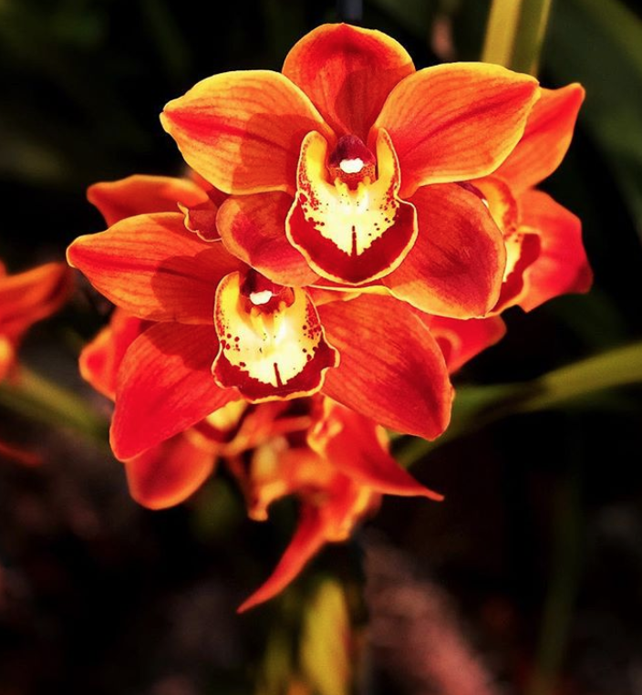 SBOrchidShow's tweet photo. More great images from @dmartinez2810 taken at the 2019 Santa Barbara International Orchid Show! ❤️ #SBIOS #SantaBarbara #orchids #flowers https://t.co/75YgXKwbTa
