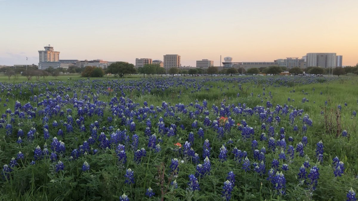 mulley0731's tweet photo. A stellar spring day slowly coming to an end @TAMU on #pulloutday #bluebonnets https://t.co/LVgRdXntoY