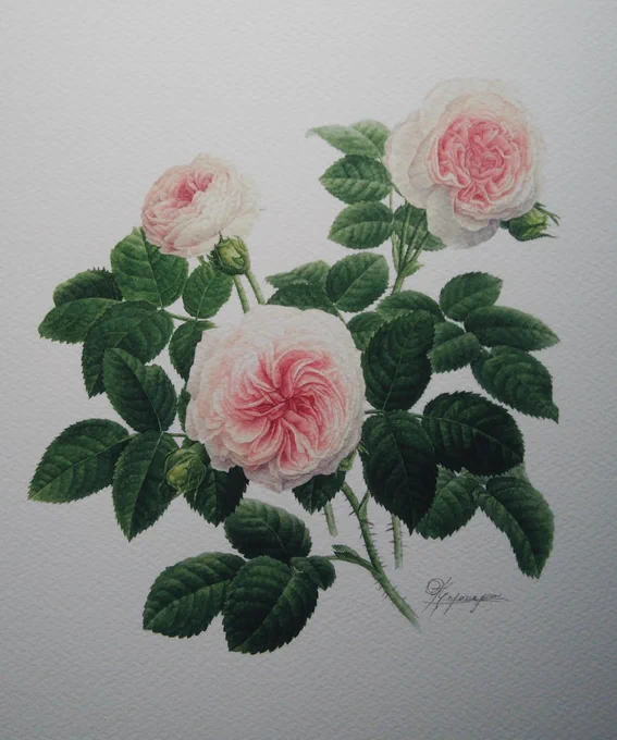 時々、植物画家。桜の頃ですが仕事で籠もって菊を描いています。

この3枚の薔薇の絵と前回の1枚はジグレーになっております。興味のある方はお問い合わせくださいませ。

 #あなたの花見せてください

[植物画] 