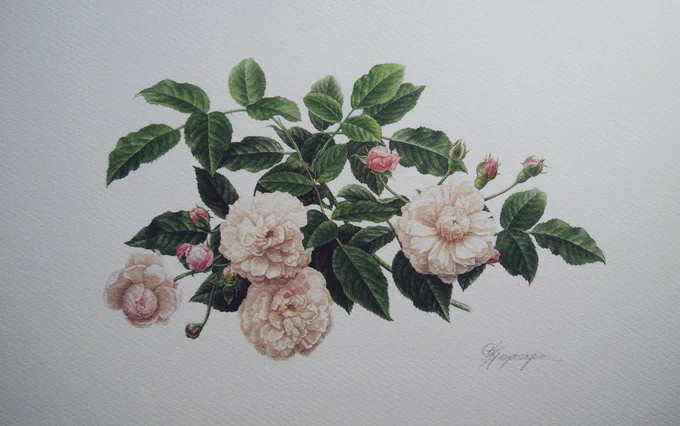 時々、植物画家。桜の頃ですが仕事で籠もって菊を描いています。

この3枚の薔薇の絵と前回の1枚はジグレーになっております。興味のある方はお問い合わせくださいませ。

 #あなたの花見せてください

[植物画] 