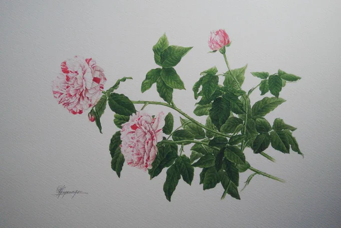 時々、植物画家。桜の頃ですが仕事で籠もって菊を描いています。

この3枚の薔薇の絵と前回の1枚はジグレーになっております。興味のある方はお問い合わせくださいませ。

 #あなたの花見せてください

[植物画] 