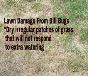 #BillBug Damage can look like dry patches in your lawn
alphahomepestcontrol.com/billbugs-and-l…