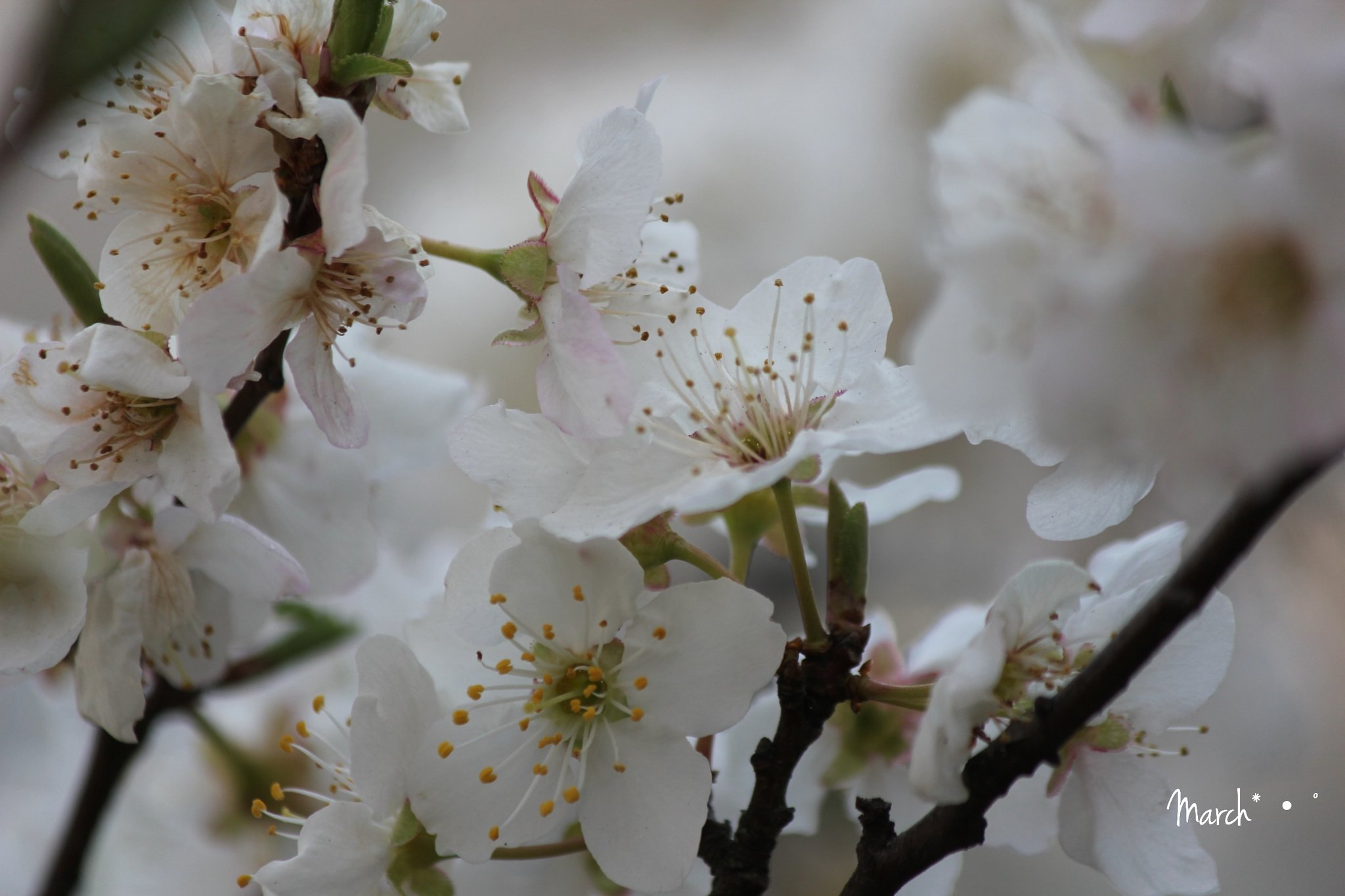 March きみが元気でいてくれること それが いつでも私の希望 今日も きみの無事を祈ってる おはようございます 素敵な週末を アーモンドの花 花言葉 希望 真心の愛 永久の優しさ Almondblossoms 東洋ナッツ アーモンド
