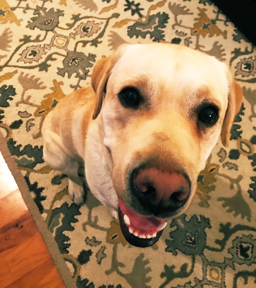 PuppyLondonIV's tweet photo. Hello #PuppyLondon friends! Iโm SUPER EXCITED to take over Londonโs PRs! Iโm not around little kiddos much but I ruff them so much! Weeeeeee sleepover!!! Iโve already had my first walk, met #RyleeInService and discovered...a ๐ฑ Iโm ๐ฏ#Lab and 17 months old. #BOOP ๐#PuppyDexter https://t.co/ENHNwrXe3c