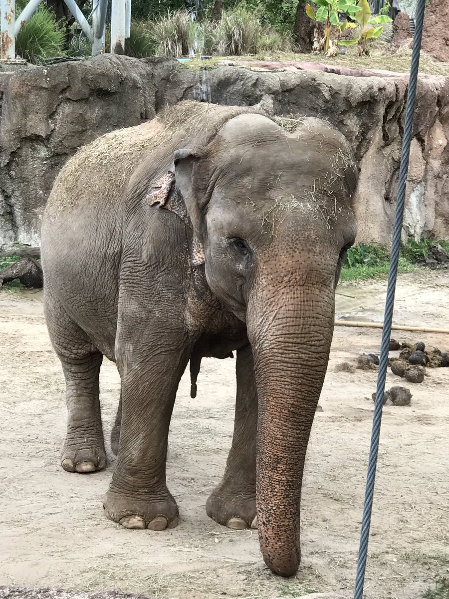 bdchssga's tweet photo. Visiting the elephants! @BDCHS_PHOENIX is @BuschGardens https://t.co/nKvQmGqhM0
