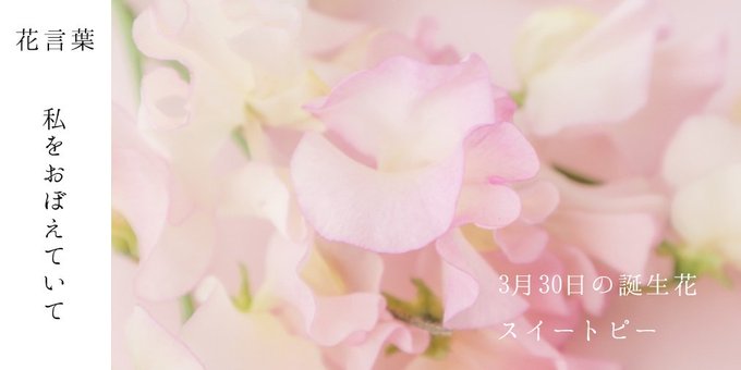 花言葉 誕生日プレゼントに贈る花 おめでとう の意味をもつ花まとめ Monjiroblog