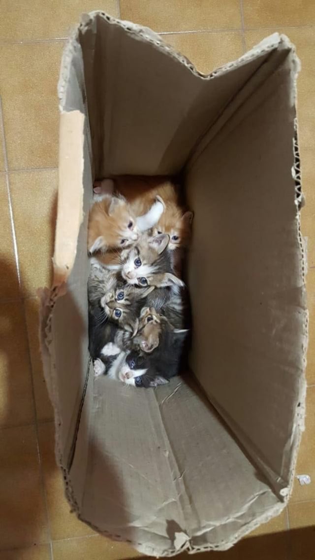 MEugeF_'s tweet photo. estos gatitos fueron encontrados en la calle son un montón! Si pudieran ayudar a difundir o saben de alguien que quiera me avisan porfa!! https://t.co/dZX3rbZQWK